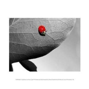  Liebermans PPAPVP0562 Ladybug on Gray Leaf 10.00 x 8.00 