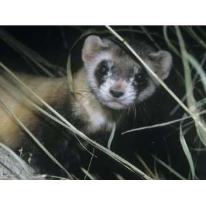  Black Footed Ferret (Mustela Nigripes), a Highly 