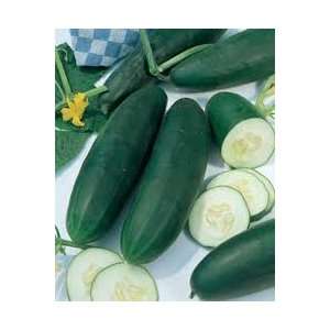  Todds Seeds   Straight Eight Cucumber Seed   5g Seed 