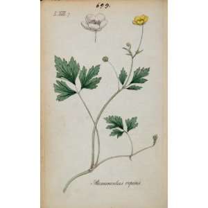  1826 Ranunculus Repens Creeping Buttercup Botanical   Hand 