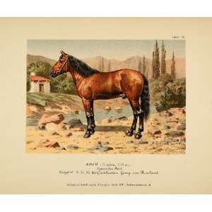  1896 Chromolithograph KRIM Russian Horse Thoroughbred 