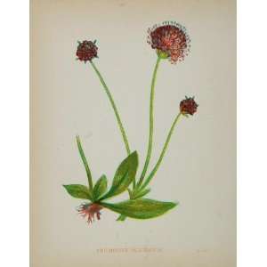  1902 Botanical Print Premorse Scabious Scabiosa Succisa 