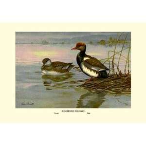  Vintage Art Red Crested Pochard   08878 8