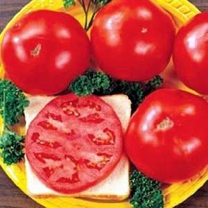  Bush Celebrity Tomato 48 Plants   Glossy & Bright Red 