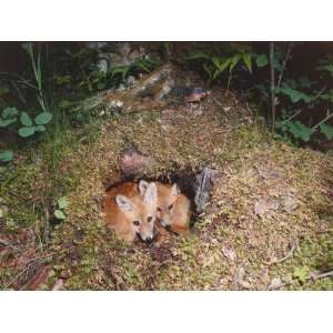  A Pair of Young Red Fox Huddle in their Den Photographic 