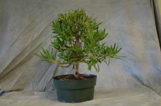 New sp Narrow Leaf Buttonwood Tropical Bonsai tree  