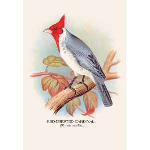  Red Crested Cardinal 24X36 Giclee Paper