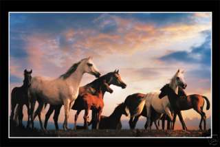WILD HORSES POSTER Amazing Picture RARE HOT NEW 1218  