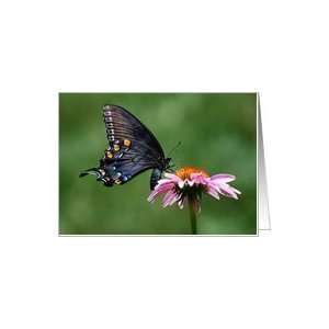  Black Swallowtail Butterfly on pink coneflower Card 