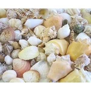  Caribbean Assorted Seashell Mix   3/4in.   3in. seashells 