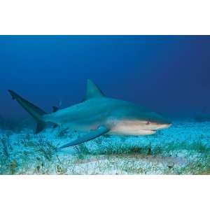 Wyland Galleries Bull Shark Sea Nature Photography Notecard 5X7 