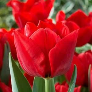  Triumph Tulip Bulbs Ben van Zanten Patio, Lawn & Garden