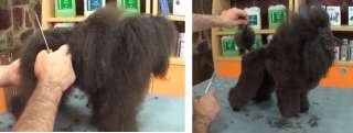NEW DVD 2012 course DOG GROOMING Poodle Toy Puppy Trim FABULOUS see 