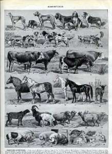   Domestic Animals Mammals French 1920s Original Antique Color Print