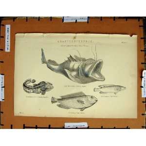   C1800 1870 Surinam Toad Fish Wrasse Angler Scarus