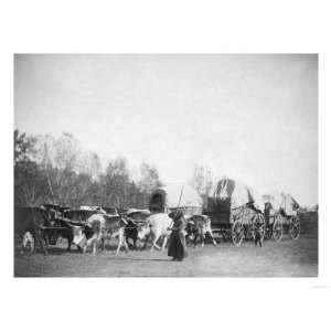 Woman and Boy with Bullwhackers in Ox Train Photograph   Black Hills 