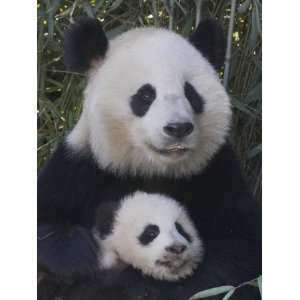  China, Sichuan Province, Wolong, Giant Panda Mother with 5 