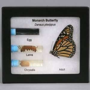 Monarch Butterfly Metamorphosis Entomount(tm)