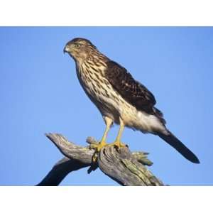 Immature Coopers Hawk, Accipiter Cooperii, North America Photographic 