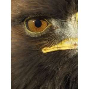 Golden Eagle (Aquila Chrysaetos) Close up of Eye, Cairngorms National 