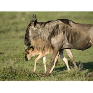  Newborn Wildebeest Calf with its Mother, Ndutu, Ngorongoro 