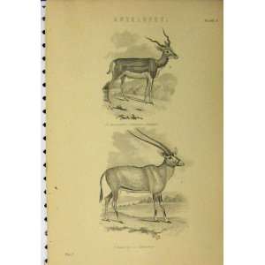  C1890 Antelopes Common Leucoryx Cervicapra Old Print