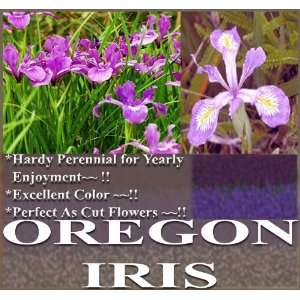   IRIS Flower Seeds Iris tenax Color Purple & White Perennial Patio