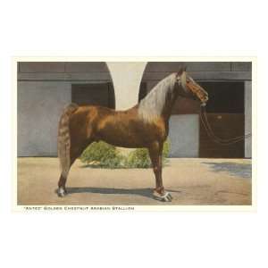 Antez, Arabian Stallion Animal Premium Poster Print, 12x8 