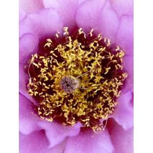  Whipples Fishhook (Sclerocactus Whipplei) Bloom, Needles 