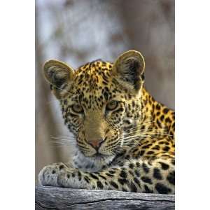  African Leopard (Panthera Pardus) on Log by Andy Rouse 
