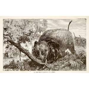  1884 Wood Engraving Elephant Africa Savanna Tree Uproot 