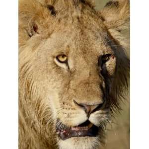  Lion, Masai Mara National Reserve, Kenya, East Africa 