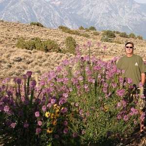  Rocky Mountain Bee Plant Seeds Patio, Lawn & Garden