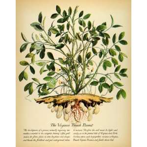  1938 Print Virginia Bunch Peanut Plant Natural History 
