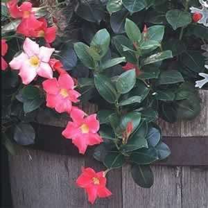    Mandevilla   Alice Du Pont   #1 Container Patio, Lawn & Garden