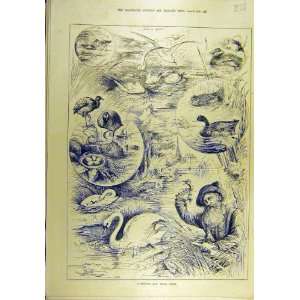 1889 Wildfowl Nests Swan Seagull Duck Coot Sport Print  