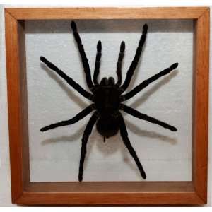 Tarantula Spider; Framed Preserved Tarantula, Mounted Spider Great 