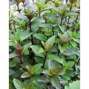    Chocolate Mint   Grow Indoors or Out   3 Pot Patio, Lawn & Garden