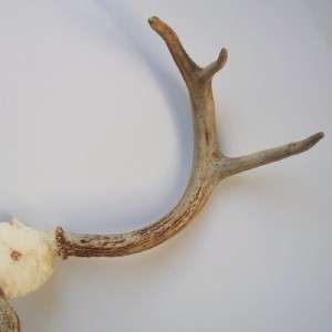 Maine WHITETAIL DEER BUCK ANTLERS 6 Point Stag Horns Mount Rack  