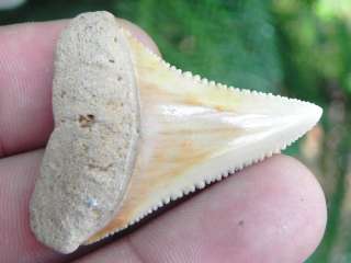   Chilean Great White Sharks Tooth VERY COOL FOSSIL CHILEAN GREAT WHITE
