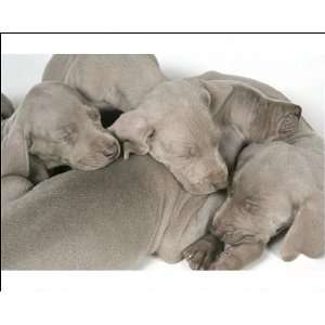  DOG. Four weimaraners resting on each other Photographic 