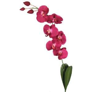   Stem Phalaenopsis Orchid Wedding Flower   Burgundy k9