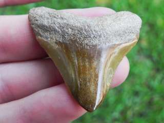 Polished Bone Valley Megalodon Tooth 100% REAL DEAL   