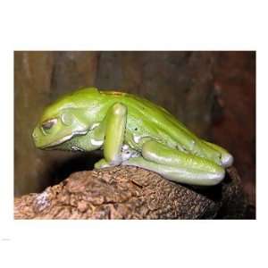  Waxy Tree Frog Poster (10.00 x 8.00)