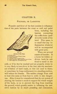 Structure Of The Horses Foot And The Principles Of Shoeing (1902)