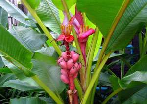 Bulb MUSA VELUTINA WENDL DRUDE Banana Plant +Phyto C  