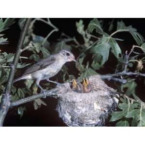  Warbling Vireo at its Nest with Young, Vireo Gilvus, North 