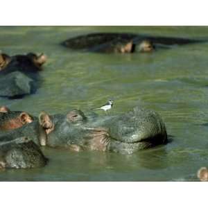  Hippopotamus, with Wagtail, Kenya Premium Photographic 