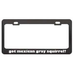 Got Mexican Gray Squirrel? Animals Pets Black Metal License Plate 