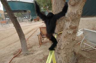 Gibbon Classic Slackline Set 15 m / 25 m Walking Rope  